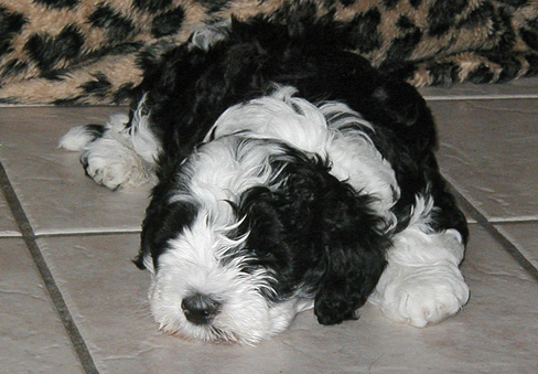 Angelica