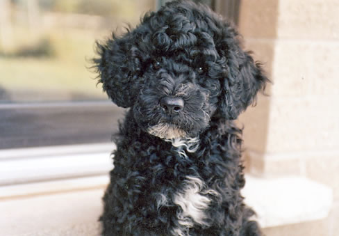 Phoebe02