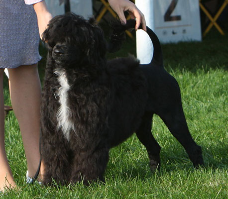 Stella
