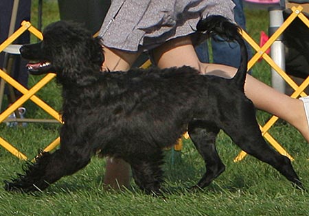 Stella