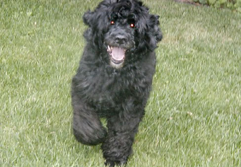 Bogey08